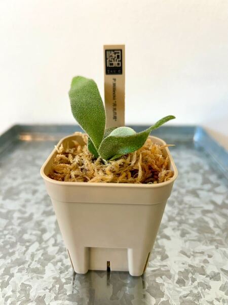 ビカクシダ P. Willinckii 月光爪哇⑪ 胞子培養株