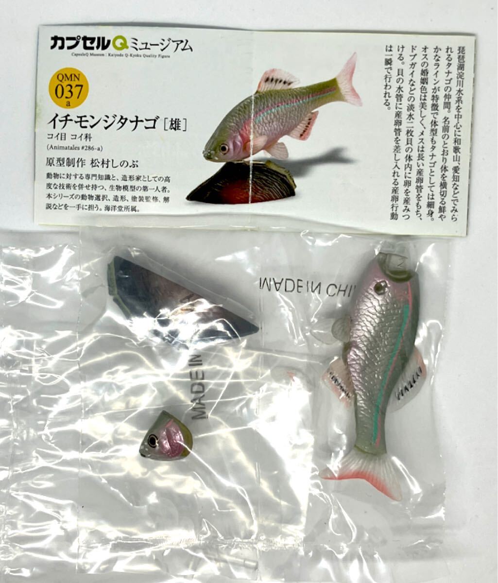 (未使用･未開封品)カプセルＱ ミュージアム 日本の動物コレクション 5.琵琶湖／母なる古代湖 カイツブリ ガチャポン チョコエッグ フィギュア 中古】カプセルQ ミュージアム 日本の動物コレクション 5
