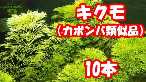 キクモ/アンブリア 10本(01)(水草/カボンバ類似種/無農薬)