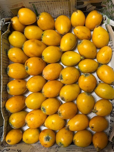 ★送料無料★匿名★ビワ・茂木びわ・枇杷・長崎産★約40個前後★約1キロ★無農薬・自家栽培 露地・果物「1」