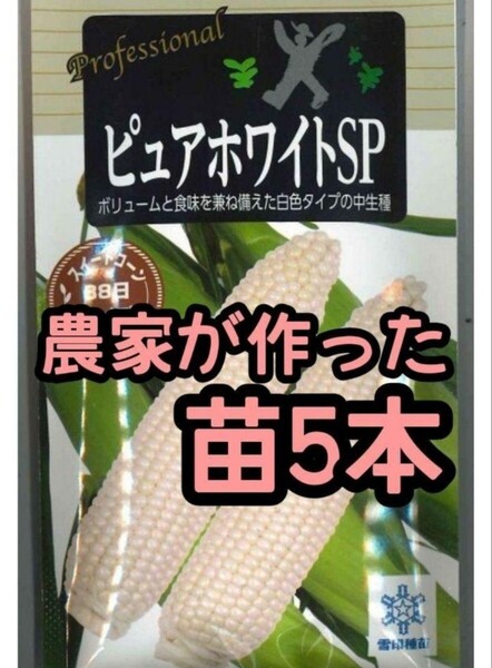 【5本】ピュアホワイト スイートコーン 白いとうもろこし 苗 野菜苗 雪印種苗