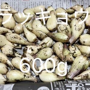 らっきょう ラッキョウ 野菜 野菜らっきょう 家庭菜園 らっきょ ラッキョ