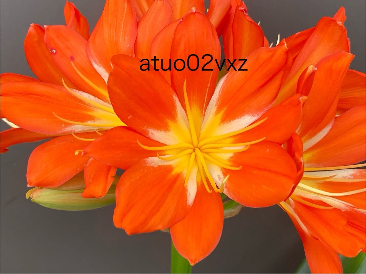 ★君子蘭★ ジム・ピーチ×黄（Ｆ） Yahoo!オークション -「君子蘭 白」(花、園芸) の落札相場・落札価格