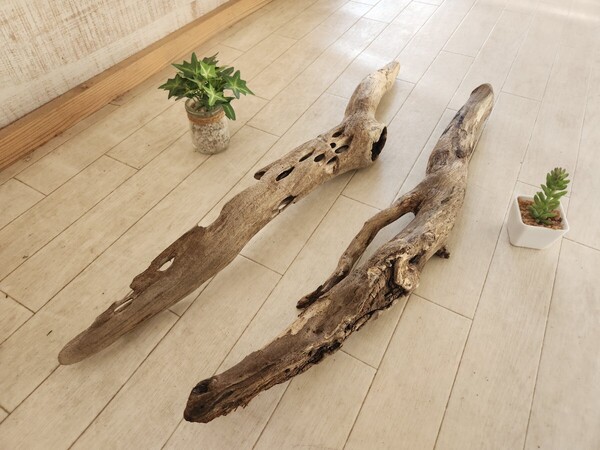 処理済 約67センチ以内流木 劣化あり 2本セット 60センチ規格水槽 アート インテリア ビバリウム パルダリウム No.198