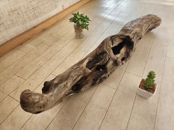 処理済 約75×21センチ流木 重量感あり 60.90センチ規格水槽 アート インテリア アクアリウム ビバリウム パルダリウム No.199