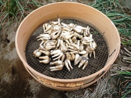三里浜産 3年子 らっきょう 2kg 送料込み 20250202