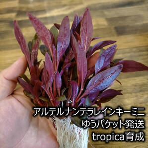 アルテルナンテラレインキーミニ tropica 水草 前景草 ゆうパケット発送