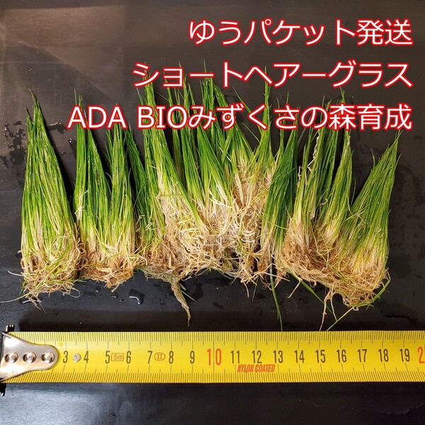 ショートヘアーグラス 1ポット ADA 水草 前景草 ゆうパケット発送