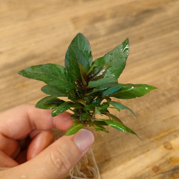ハイグロspミニ 1株 水草 ゆうパケット発送