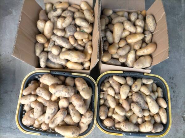 栽培中農薬、化学肥料不使用 6月収穫じゃがいも メークイン 10kg サイズ色々 馬鈴薯 新じゃが