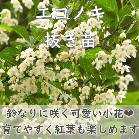 鈴なりに咲く可愛い小花♪エゴノキの抜き苗 1点 耐寒性 落葉小高木 庭木 シンボルツリー 掘り上げ苗 園芸