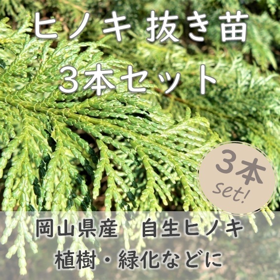 送料無料◆檜 ヒノキ 抜き苗 3本 小サイズ 盆栽 苗木 庭木 植樹 緑化 植林などにも 檜 ひのき 天然 実生苗 岡山県産 園芸