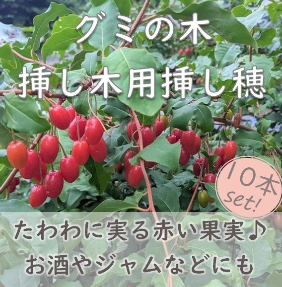 送料無料◆グミの木 挿し木用 挿し穂10本 ナツグミ 果実酒・ジャムなどの加工に ガーデニング 園芸