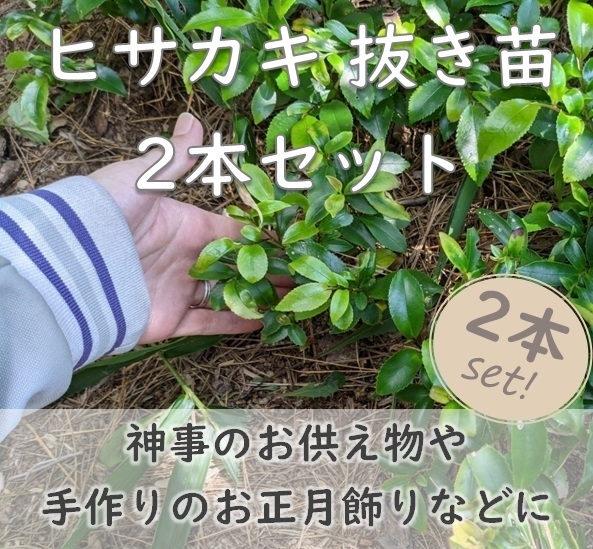 送料無料★即決◆ヒサカキの抜き苗 2本 姫榊 サカキ 生垣 神事のお供え物に 厄除け開運 縁起物 常緑樹 実生苗 園芸 ガーデニング
