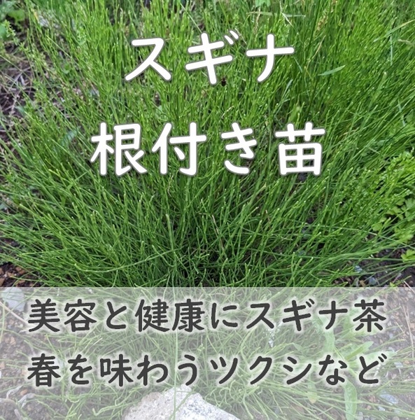 薬草◆スギナ 抜き苗 10本 美容と健康にスギナ茶 ツクシ 土筆 山菜 根付き 宿根草 園芸 ガーデニング