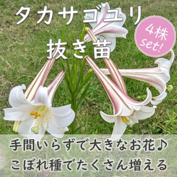 送料無料★タカサゴユリの抜き苗 4株セット 高砂百合 耐寒性◎ 根付き 球根 宿根草 園芸 ガーデニング