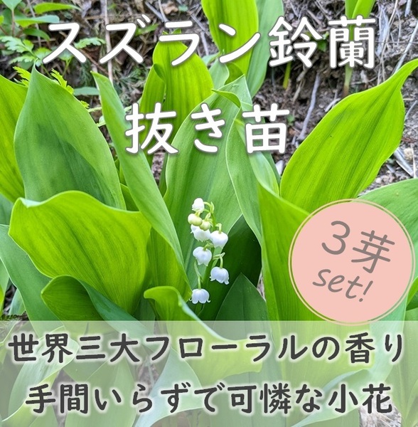 送料無料◆すずらんの根付き苗 3株(3芽) 抜き苗 スズラン 世界三大フローラルの香り 鈴欄 耐寒性◎ 耐陰性 園芸 ガーデニング