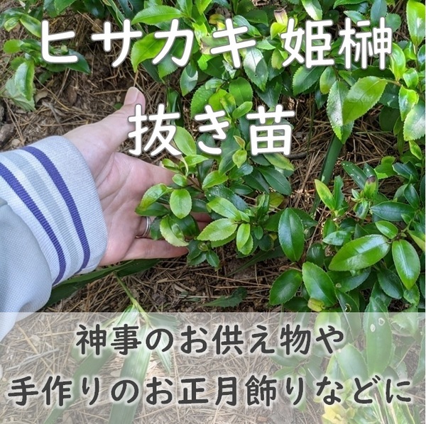 送料無料★即決◆ヒサカキの抜き苗 1本 姫榊 サカキ 生垣 神事のお供え物に 植樹樹 常緑 庭木 植木 実生苗 園芸 ガーデニング 耐寒性