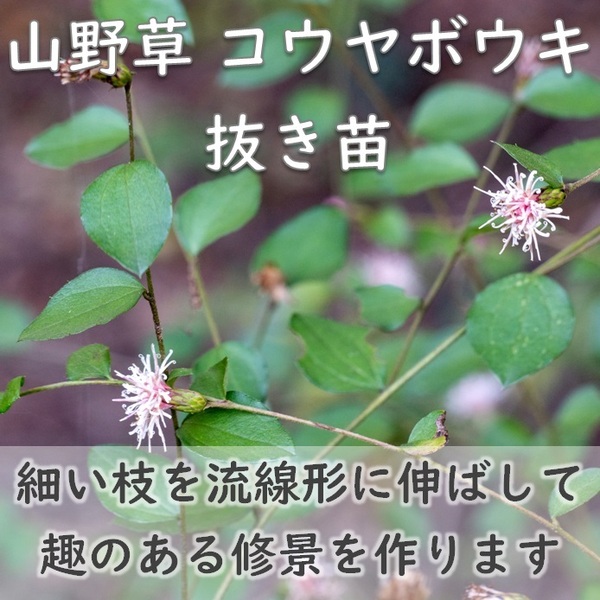 山野草 コウヤボウキ 抜き苗1株 小苗 茶花や玉箒にも ドライフラワー グランドカバー 根付き 宿根草 園芸 ガーデニング