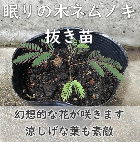 繊細で幻想的なお花 ネムノキの苗木 小サイズ抜き苗 根付苗1点 眠りの木 ねむの木 合歓木 根付き 耐寒性 園芸 ガーデニング