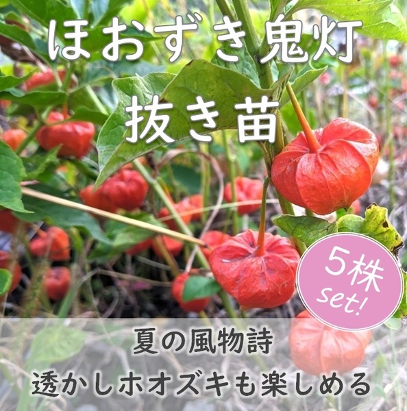 夏の風物詩◆ほおずき鬼灯の抜き苗5本 透かしホオズキやランプも素敵◆ドライフラワー 耐寒性宿根草 ガーデニング 苗木 庭木 園芸