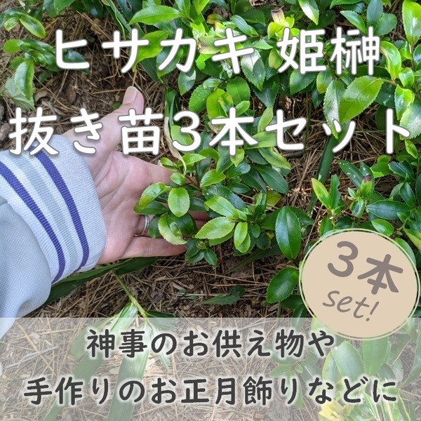 送料無料★即決◆ヒサカキの抜き苗 3本 姫榊 サカキ 生垣 神事のお供え物に 厄除け開運 縁起物 常緑樹 実生苗 園芸 ガーデニング