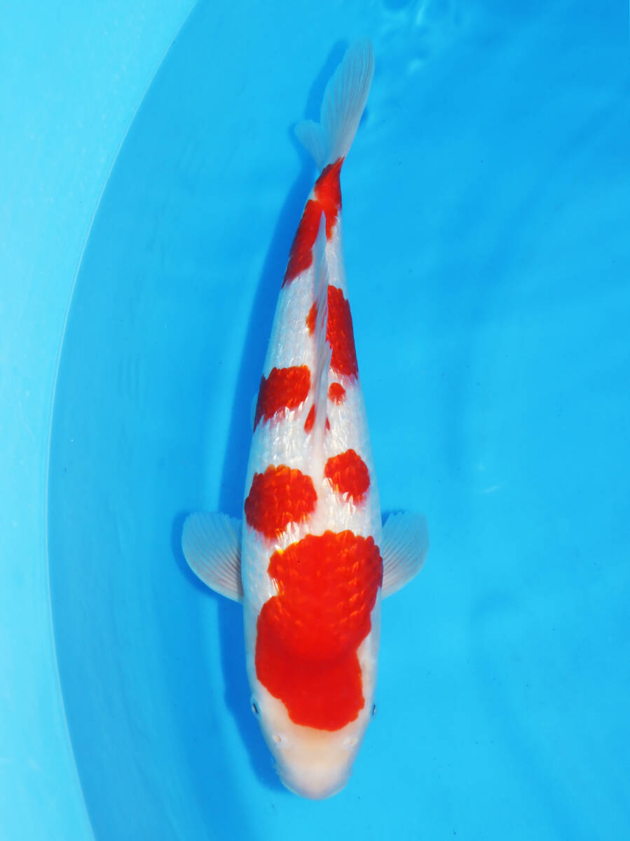 訳あり商品 Yahoo!オークション -「錦鯉 (魚類、水生生物)の 紅白」(錦鯉) 工芸品