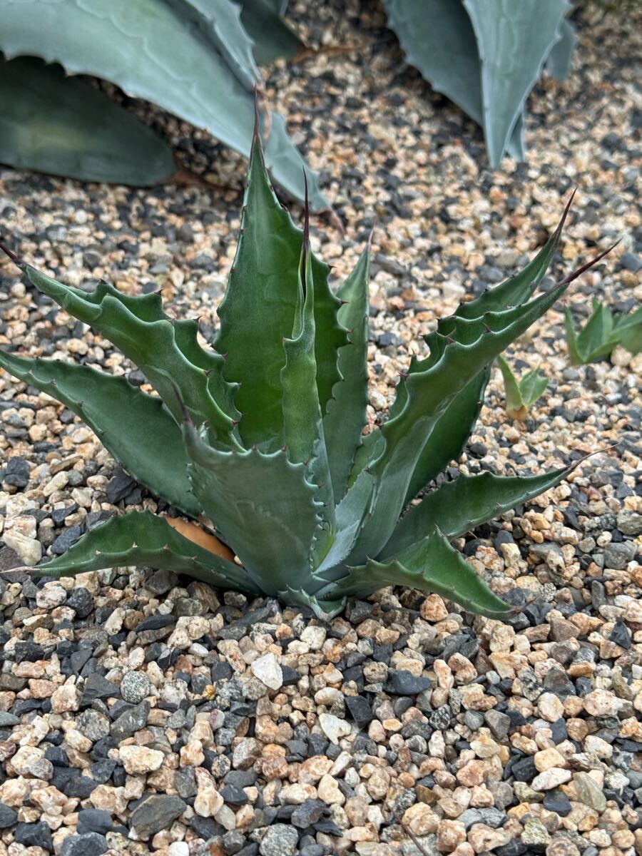 セバスティアン　ローガンカルホーン訳あり　他3セット Yahoo!オークション -「ローガンカルホーン」の落札相場・落札価格