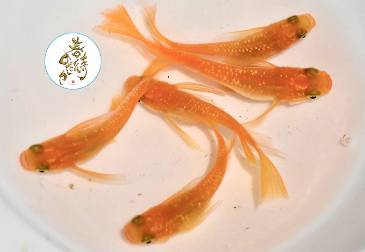 【minamo】現物 紅華紅白めだか 極上若魚（１ペア）KH-A 小野様ご本人の個体 現物 上州めだか様ご本人の個体 王華 3ペア 6匹セット No.1