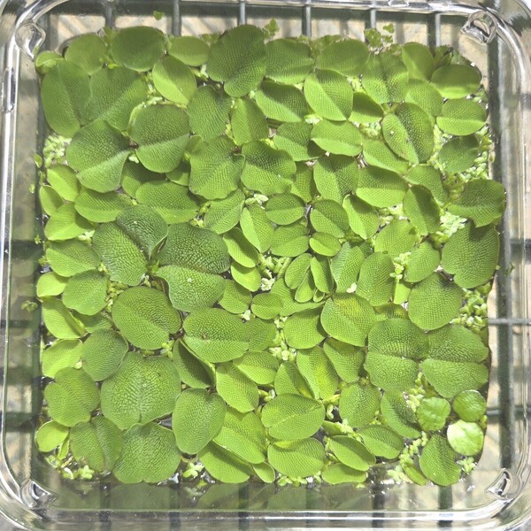 水草 浮草セット 「オオサンショウモ」「アマゾンドワーフフロッグピット」 セット 無農薬 ネコポス発送