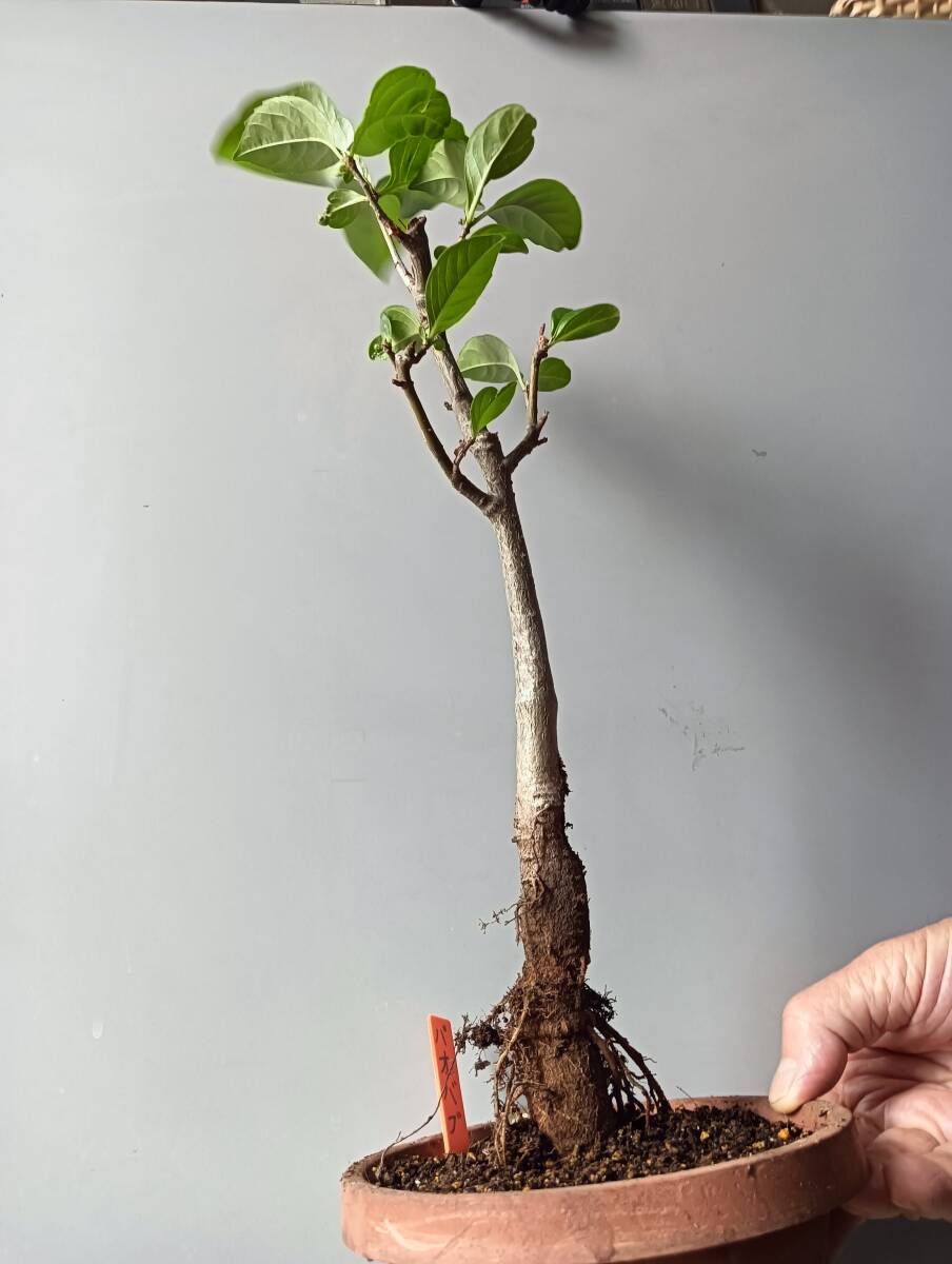 バオバブの木　コーデックス バオバブ(Baobab) | 塊根植物（コーデックス） | 植物の画像