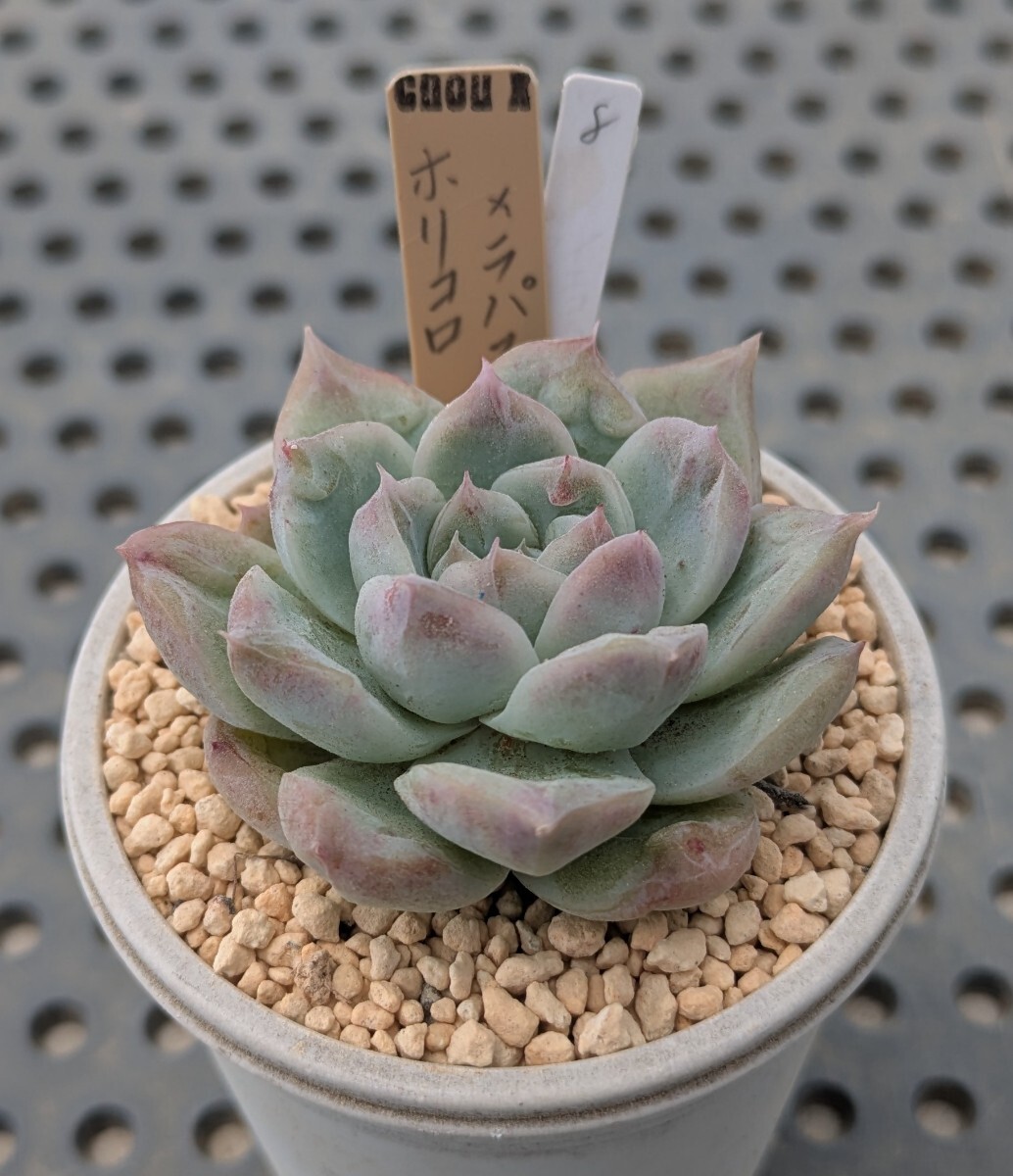 144：ホリコロ50実生 | chiesucculent