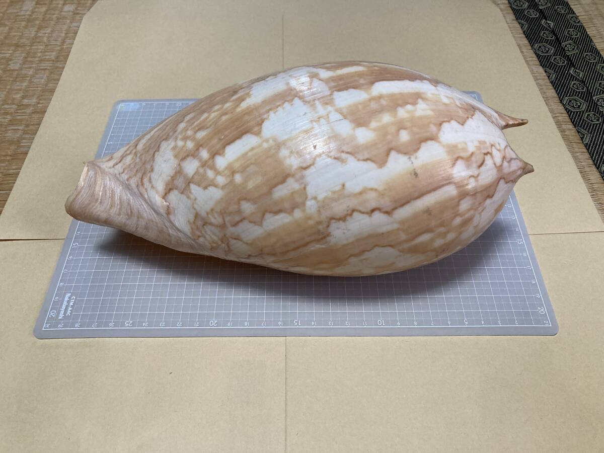 Yahoo!オークション -「ヤシガイ」の落札相場・落札価格