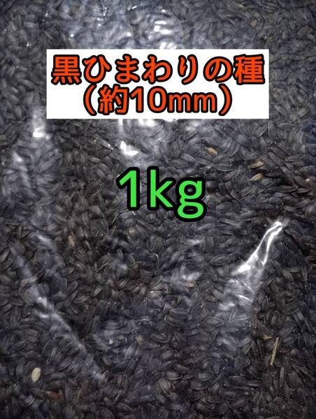 小動物のおやつ 黒ひまわりの種 1kg ひまわりの種 鳥の餌 小動物の餌 オウム インコ ハムスター リス
