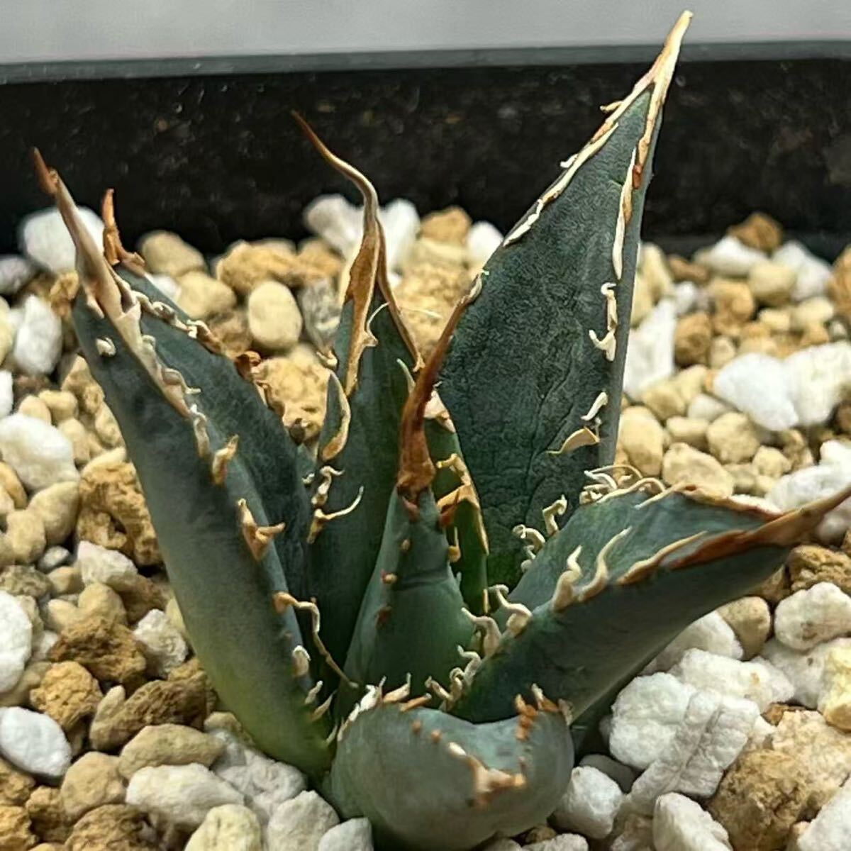 多肉植物 アガベ チタノタ エボリスピナX帝君の交雑種強棘株 Y2