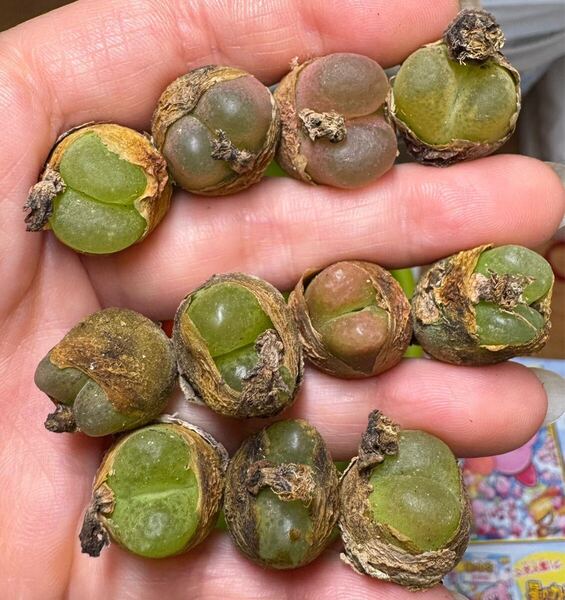 多肉植物 コノフィツム マウガニーカラフルセット た 大苗 写真通り
