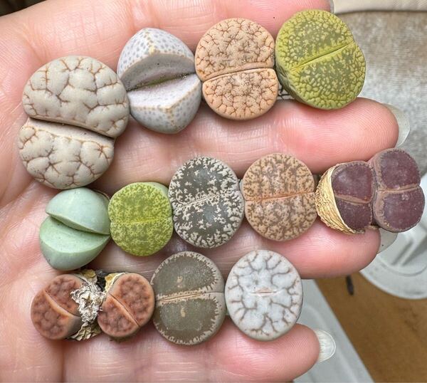 上 多肉植物 リトープス 大苗 カラフルセット お得セット 希少苗たくさん