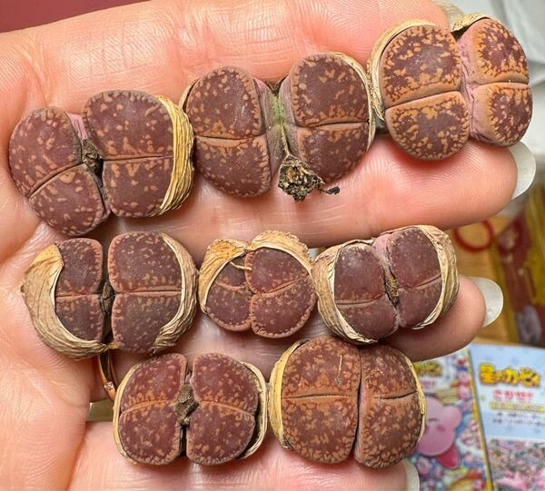 18-2 多肉植物 リトープス 日輪玉 ベルギー セット 大苗 セールお得