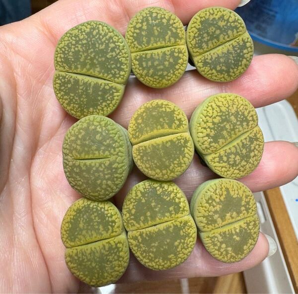 新入荷 レア 希少苗 多肉植物 リトープス 巨大 黄日輪玉セット