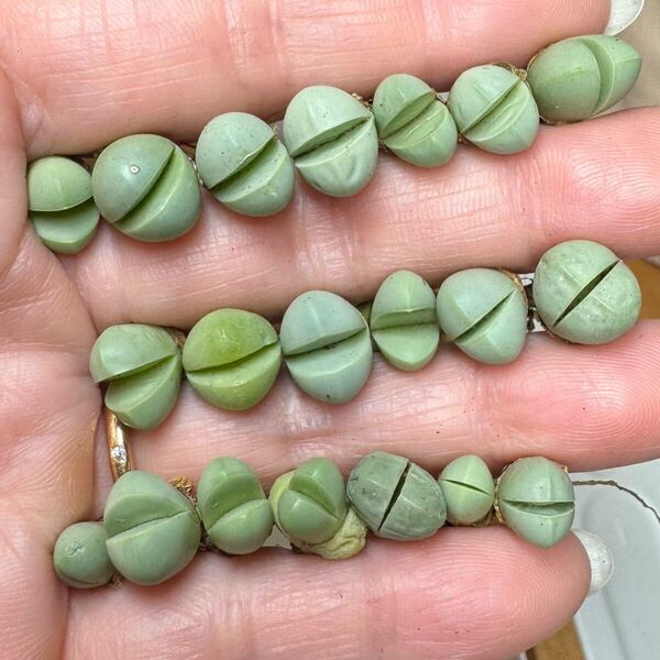 8-1レア 希少 新入荷 多肉植物 リトープス 金鈴玉 セット20苗あり