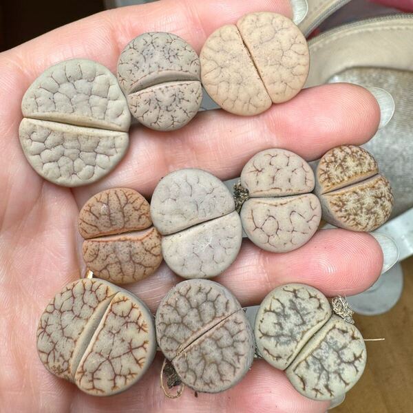 多肉植物 リトープス 荒玉 カラフルセット 大きめ 写真通り