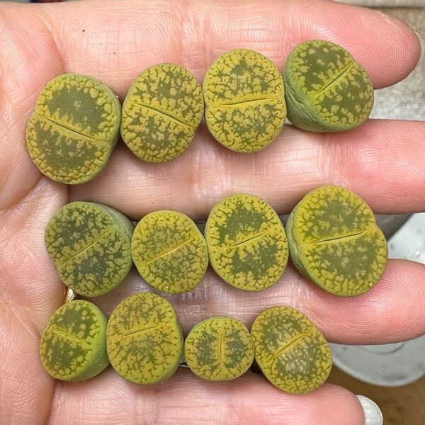上⑧多肉植物 リトープス 新入荷 レア 黄日輪玉セット