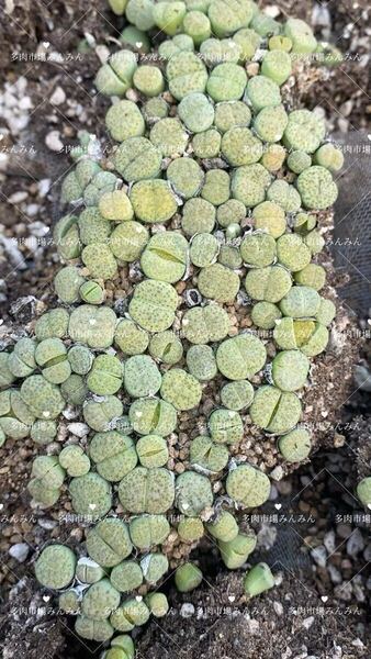 多肉植物 希少リトープス 緑微紋玉 ランダム10苗 抜き苗苗