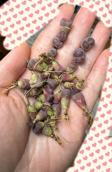 多肉植物 リトープス 紫李夫人玉 紫福来玉 30苗以上あり セール