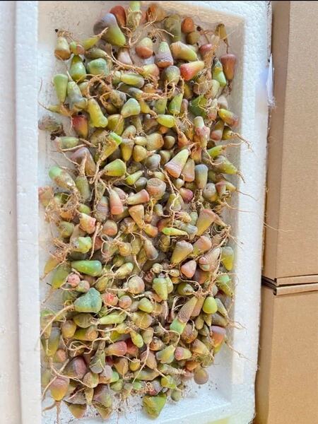 当店☆人気商品☆多肉植物 リトープス カラフルセット 100苗以上 即発送できます