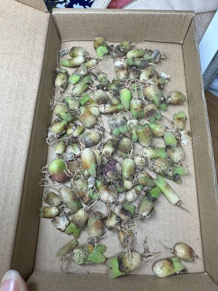 多肉植物 コノフィツム マウガニー カラフル箱 60苗以上あり