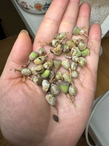 多肉植物 リトープス オリーブ玉 カラフル30苗以上あり 写真全て
