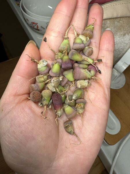多肉植物 リトープス 一箭之遥 カラフルセット 30苗以上あり 写真通り