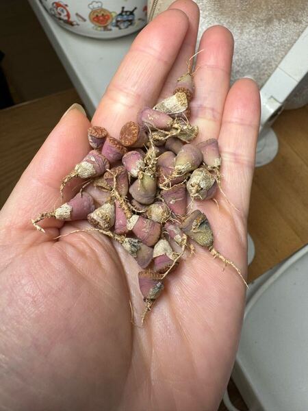 多肉植物 リトープス 黄金石榴玉セット 30苗以上あり 写真通り