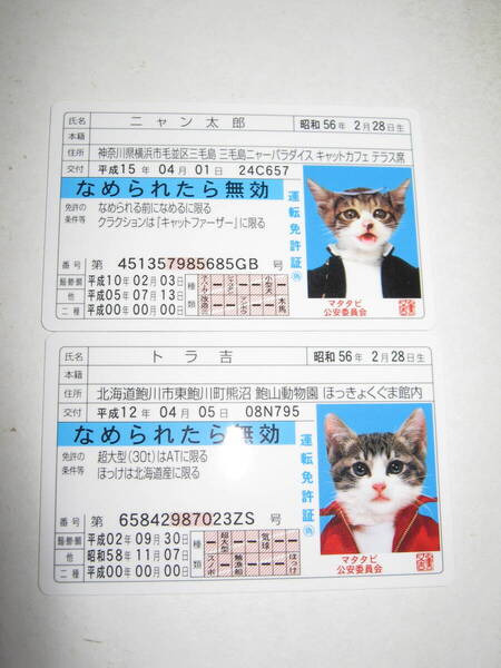 【なめ猫 免許証風 ブロマイド ニャン太郎 トラ吉】なめんなよ猫 なめねこ 癒やし 猫 かわいい 可愛い ネコ キャラクター コレクション
